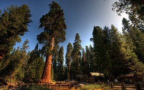 trees, forest, sequoias, nature