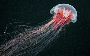 jellyfish, nature, animals, sea