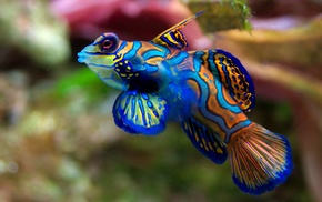 fish, colorful