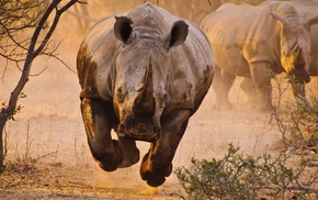 rhino, animals, nature