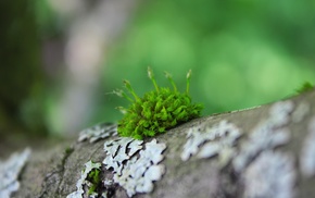 moss, macro, depth of field