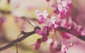 flowers, macro, nature