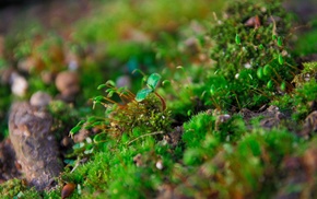 moss, nature, macro