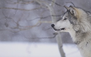 wolf, snow
