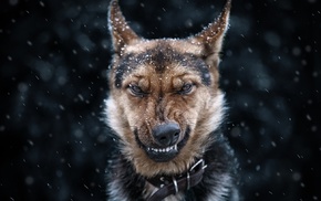animals, snow