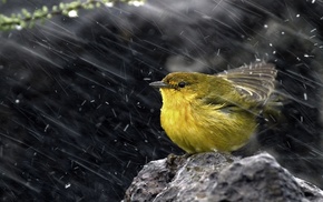 animals, birds, snow