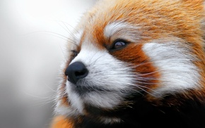 animals, red panda, closeup, face