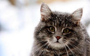 animals, cat, snow