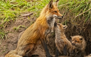 animals, baby animals, fox