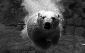 polar bears, underwater, animals