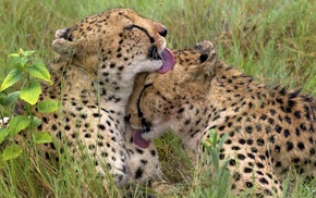 tongues, animals, cheetahs