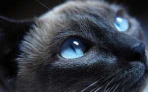 animals, cat, blue eyes