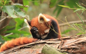 sad, animals, red panda