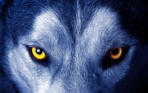 animals, wolf, closeup