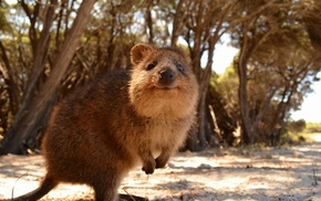 animals, quokka, Australia