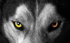 animals, selective coloring, wolf