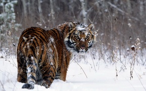 tiger, animals, snow