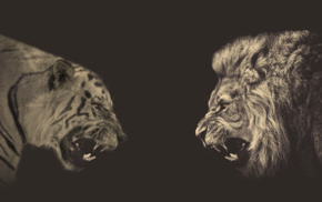 animals, tiger, lion, sepia, photo manipulation