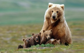 baby animals, animals, bears