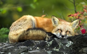 fox, animals, rock