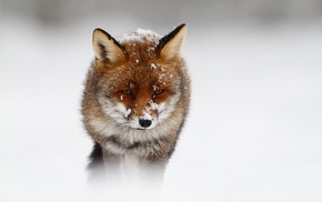 fox, animals