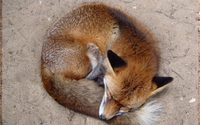 animals, fox