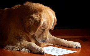 animals, paper, dog, Labrador Retriever, wooden surface