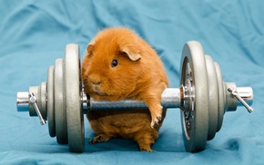 animals, working out, guinea pigs, gyms, dumbbells, humor
