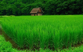 plants, house, green, forest, nature, rice paddy