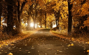 forest, street