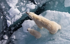 polar bears, baby animals, ice, animals