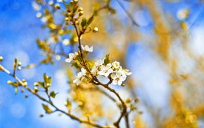 white flowers, flowers, blossoms, depth of field, twigs