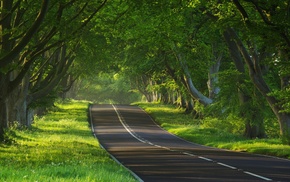 street, forest