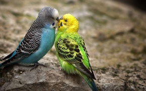 birds, budgies