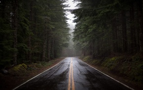 forest, road