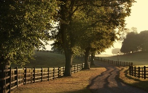 nature, road, trees