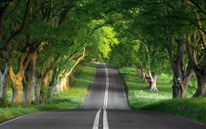 street, forest