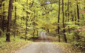 street, forest