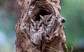 camouflage, nature, wood, depth of field, owl, trees