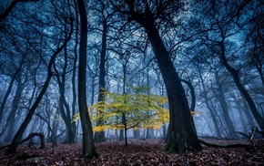 branch, trees, blue, fall, landscape, mist