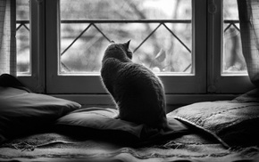 animals, cushions, cat, window