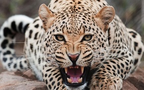 animals, Jaguar
