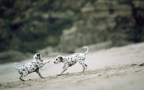 sand, dog, depth of field, Dalmatian, puppies