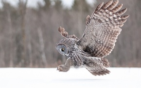 owl, birds, snow