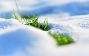 nature, grass, depth of field, snow