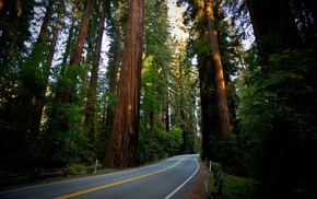 road, forest, trees