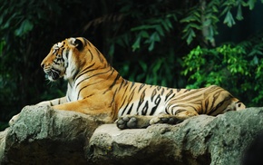 tiger, animals