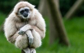 gibbons, apes, animals