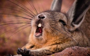 wildlife, mammals, animals, yawning, rabbits