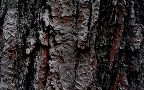 texture, nature, wood, bark, pattern, wooden surface